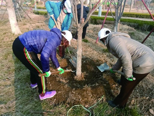 绿化专班清理树穴